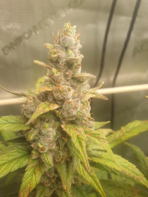 Mystery Box Autos on Living Soil. Week 12