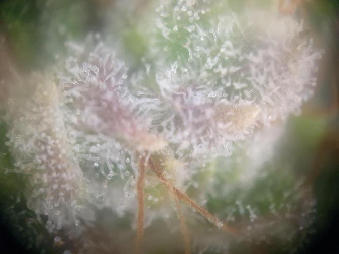 Mystery Box Autos on Living Soil. Week 12