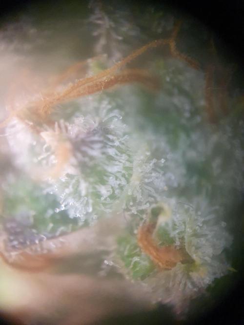 Mystery Box Autos on Living Soil. Week 12