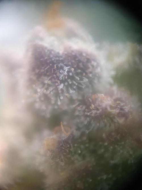 Mystery Box Autos on Living Soil. Week 12