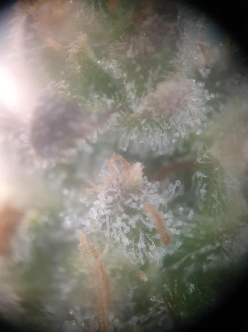 Mystery Box Autos on Living Soil. Week 12