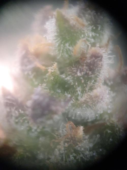 Mystery Box Autos on Living Soil. Week 12