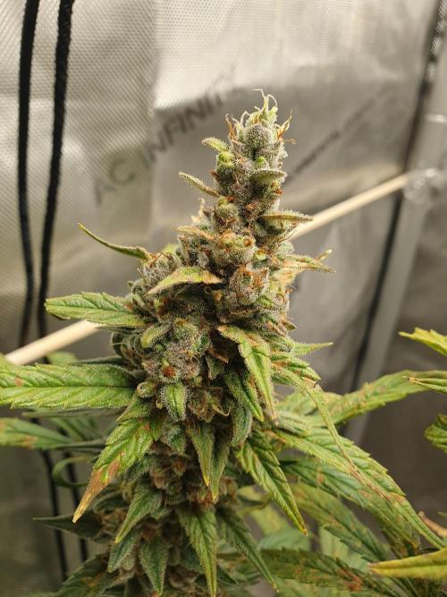 Mystery Box Autos on Living Soil. Week 13