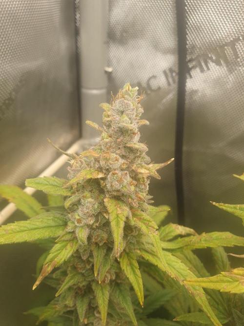 Mystery Box Autos on Living Soil. Week 13