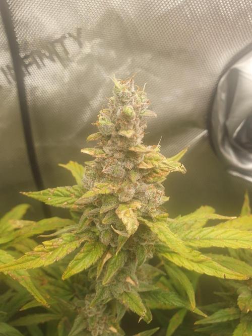 Mystery Box Autos on Living Soil. Week 13