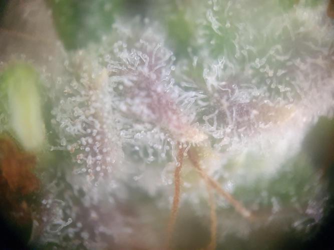 Mystery Box Autos on Living Soil. Week 13