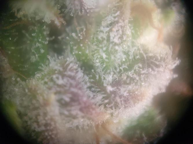 Mystery Box Autos on Living Soil. Week 13