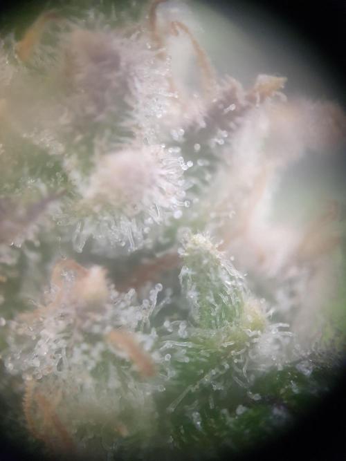 Mystery Box Autos on Living Soil. Week 13