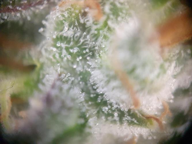 Mystery Box Autos on Living Soil. Week 13