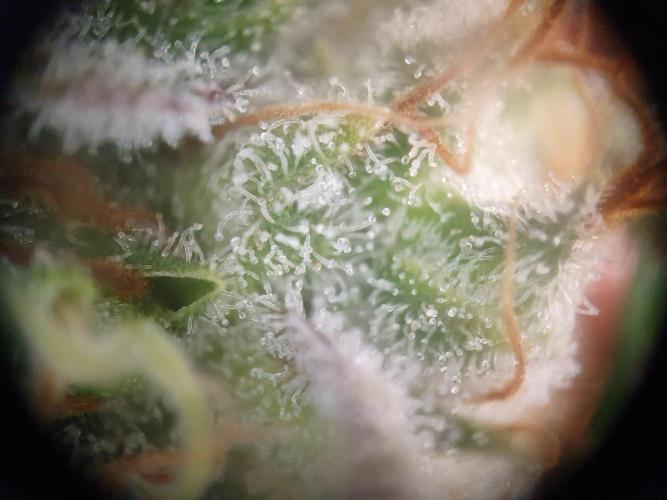 Mystery Box Autos on Living Soil. Week 13