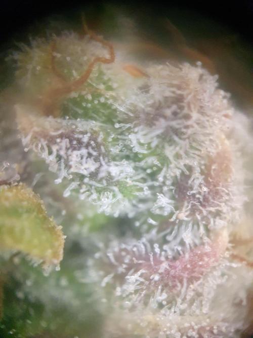 Mystery Box Autos on Living Soil. Week 13