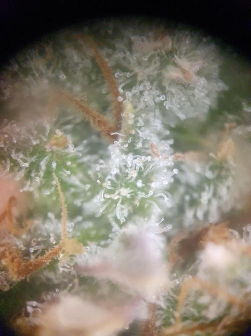 Mystery Box Autos on Living Soil. Week 13