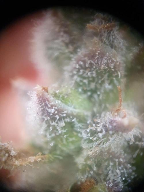 Mystery Box Autos on Living Soil. Week 13