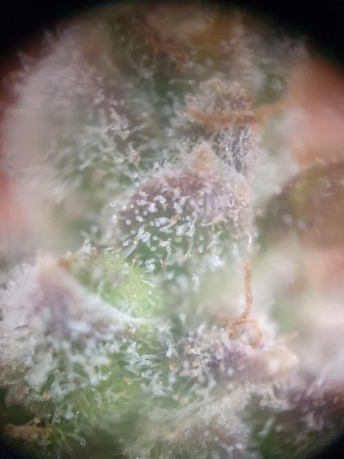 Mystery Box Autos on Living Soil. Week 13