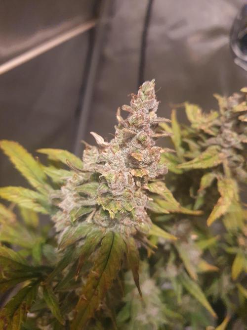 Mystery Box Autos on Living Soil. Week 13