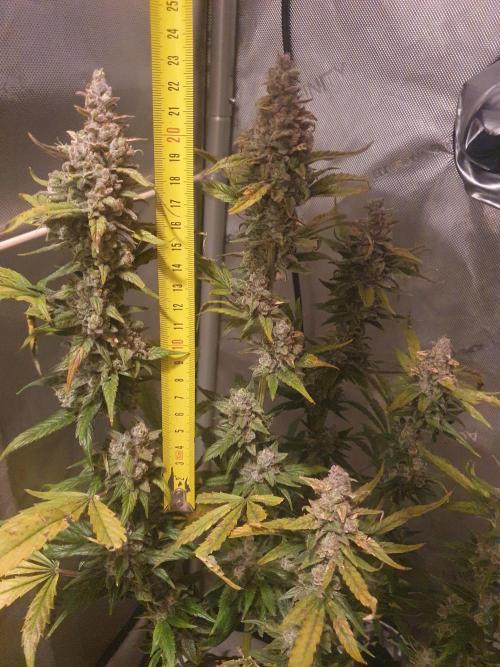 Mystery Box Autos on Living Soil. Week 13