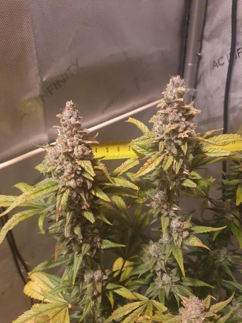 Mystery Box Autos on Living Soil. Week 13