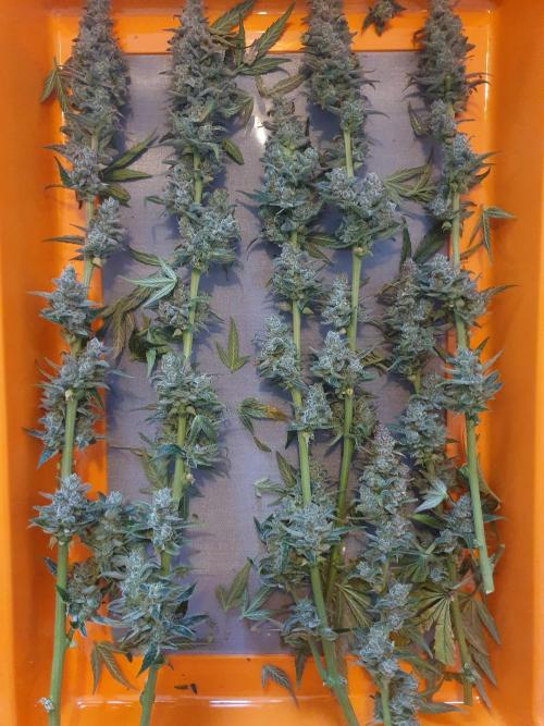 Mystery Box Autos on Living Soil. Week 13