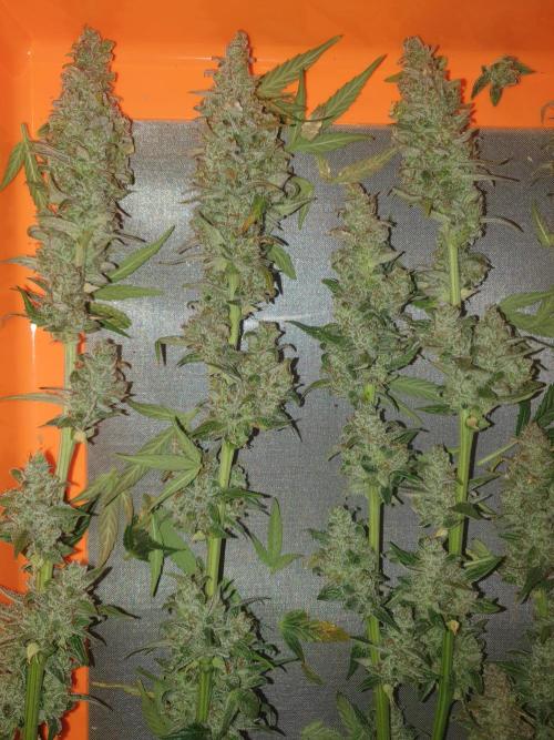 Mystery Box Autos on Living Soil. Week 13