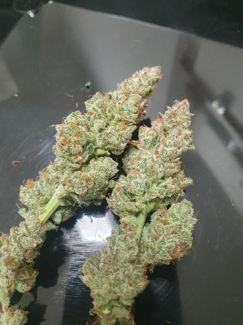 Mystery Box Autos on Living Soil. Week 13