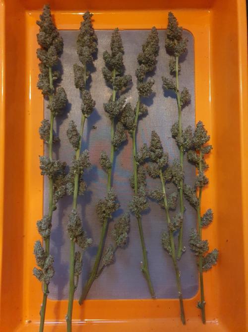 Mystery Box Autos on Living Soil. Week 13