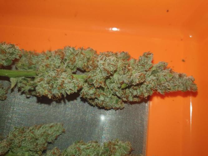 Mystery Box Autos on Living Soil. Week 13