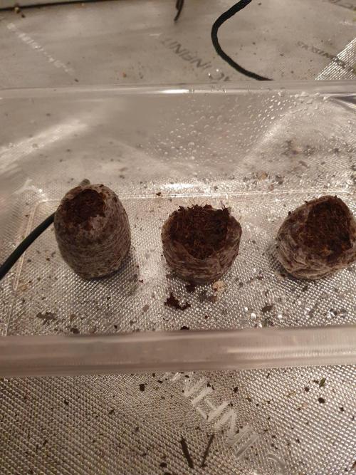 First Coco Run (DE/EN) x Hy-Pro. Week 0