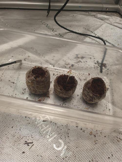 First Coco Run (DE/EN) x Hy-Pro. Week 0