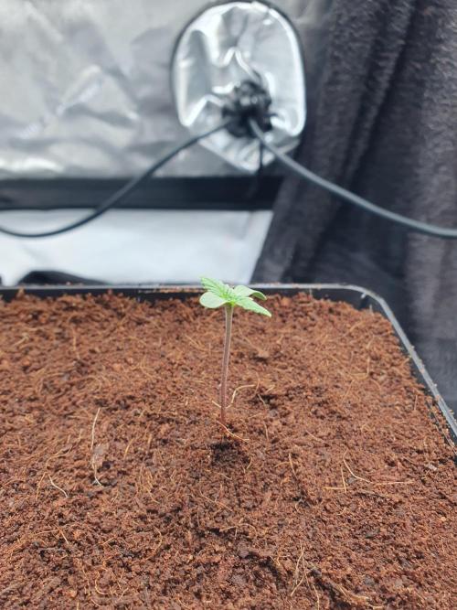 First Coco Run (DE/EN) x Hy-Pro. Week 1