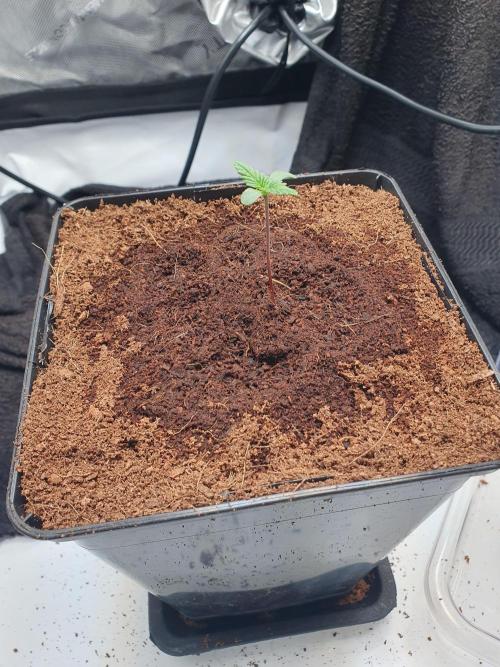First Coco Run (DE/EN) x Hy-Pro. Week 1