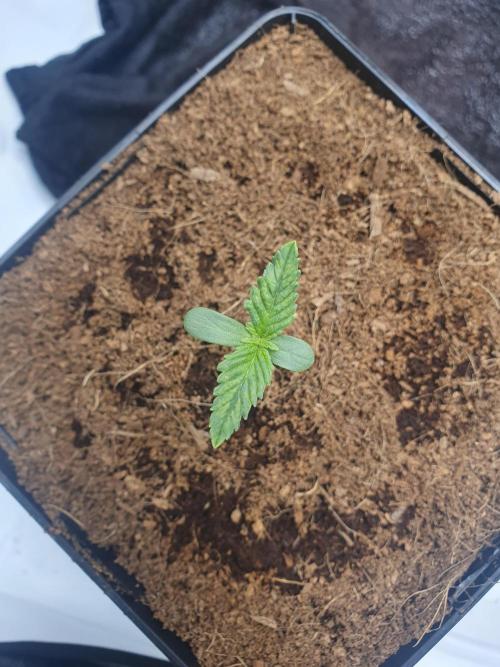 First Coco Run (DE/EN) x Hy-Pro. Week 1