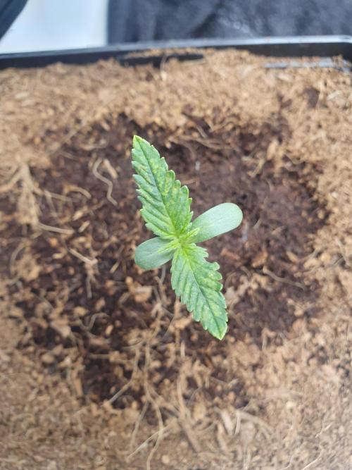 First Coco Run (DE/EN) x Hy-Pro. Week 1