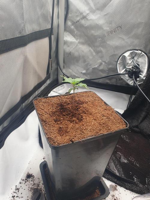 First Coco Run (DE/EN) x Hy-Pro. Week 1