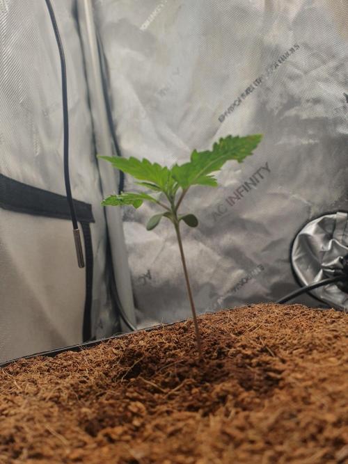 First Coco Run (DE/EN) x Hy-Pro. Week 1