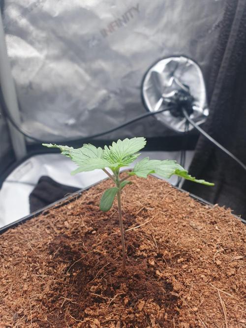 First Coco Run (DE/EN) x Hy-Pro. Week 1