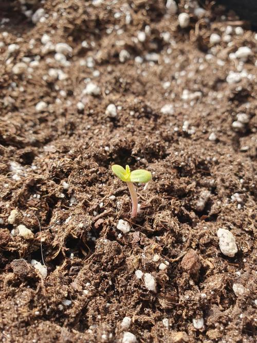 Bad Weather Grow #1 (DE/EN) x Hy-Pro. Week 0