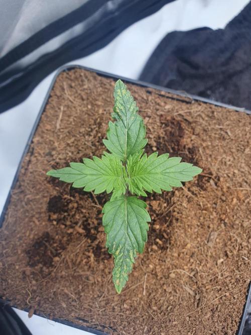 First Coco Run (DE/EN) x Hy-Pro. Week 1
