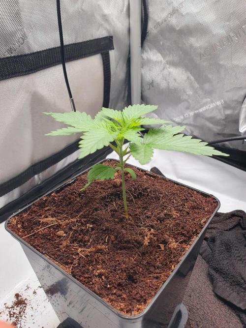 First Coco Run (DE/EN) x Hy-Pro. Week 2