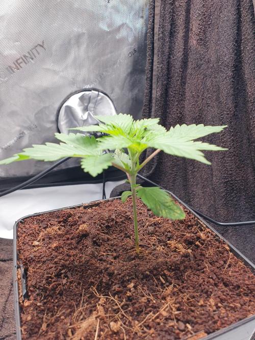First Coco Run (DE/EN) x Hy-Pro. Week 2