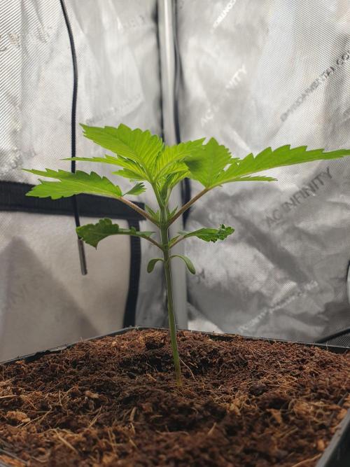 First Coco Run (DE/EN) x Hy-Pro. Week 2