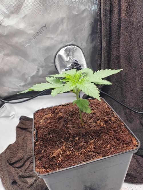 First Coco Run (DE/EN) x Hy-Pro. Week 2