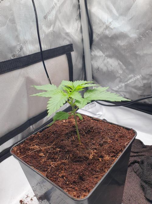 First Coco Run (DE/EN) x Hy-Pro. Week 2