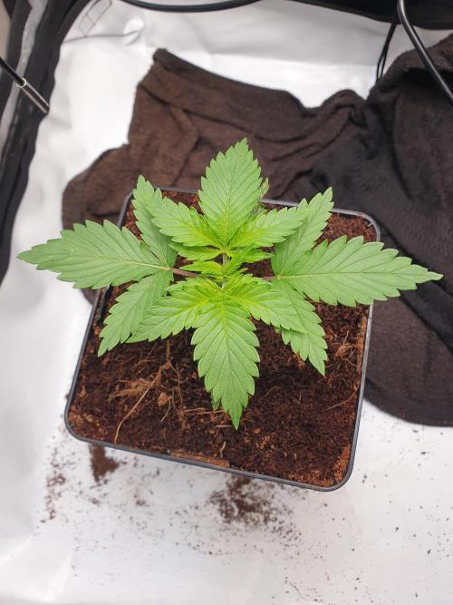 First Coco Run (DE/EN) x Hy-Pro. Week 2