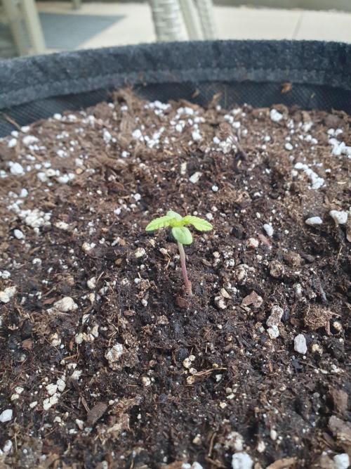 Bad Weather Grow #1 (DE/EN) x Hy-Pro. Week 1
