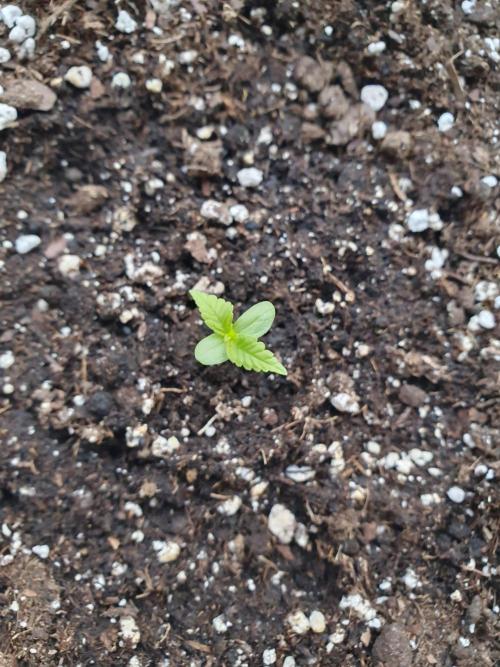 Bad Weather Grow #1 (DE/EN) x Hy-Pro. Week 1