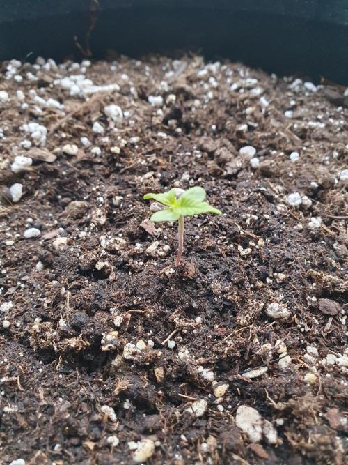 Bad Weather Grow #1 (DE/EN) x Hy-Pro. Week 1