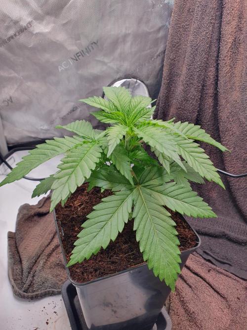First Coco Run (DE/EN) x Hy-Pro. Week 3