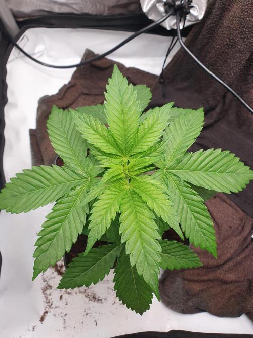 First Coco Run (DE/EN) x Hy-Pro. Week 3