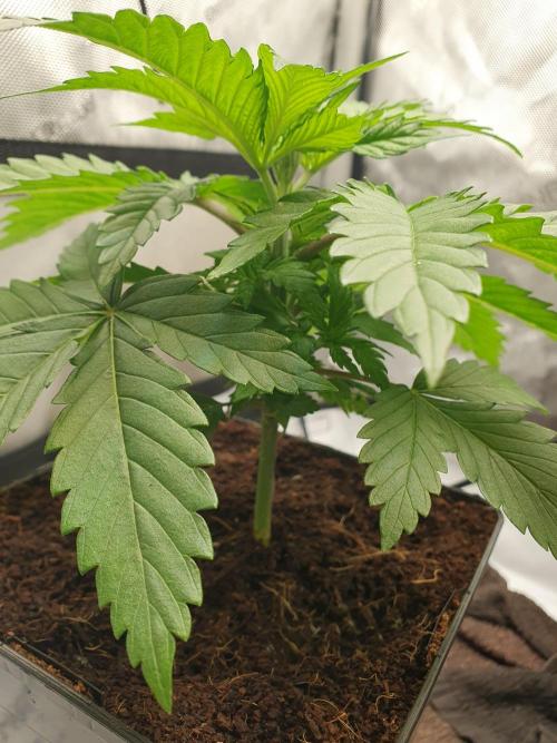 First Coco Run (DE/EN) x Hy-Pro. Week 3