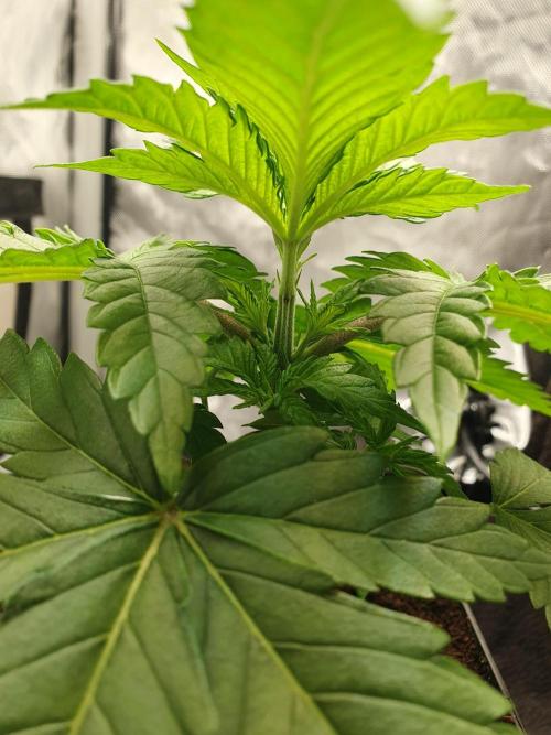First Coco Run (DE/EN) x Hy-Pro. Week 3